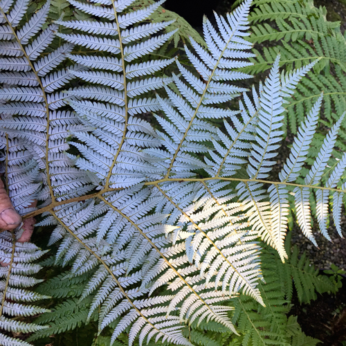 Cyathea dealbata  (silver tree-fern)